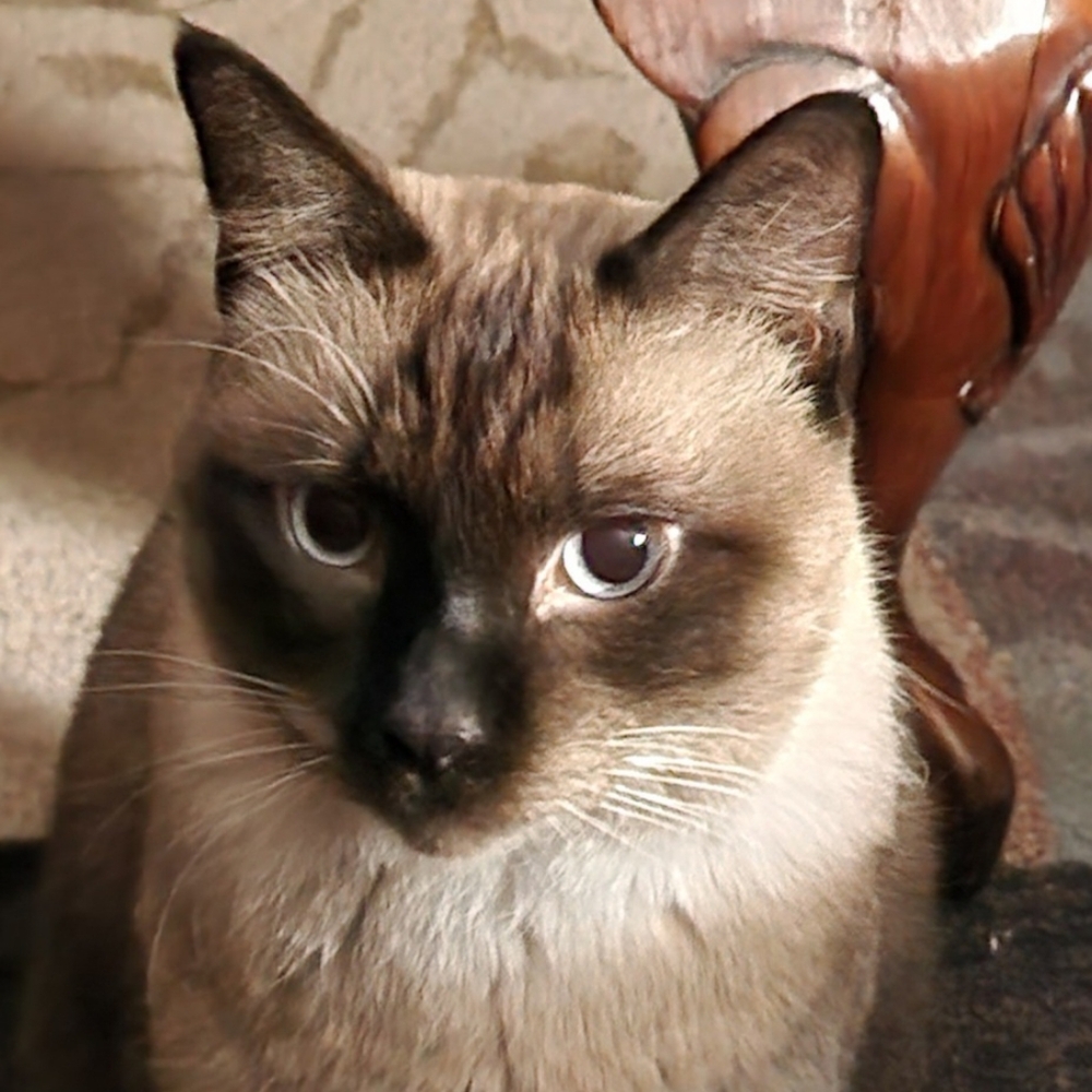 Meet your Posher, Lillian